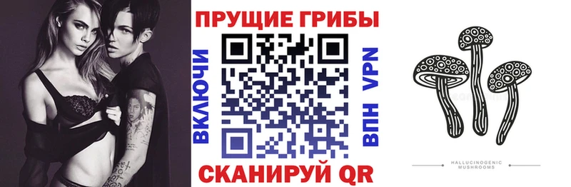 ОМГ ОМГ сайт  Дальнегорск  Псилоцибиновые грибы Psilocybine cubensis 